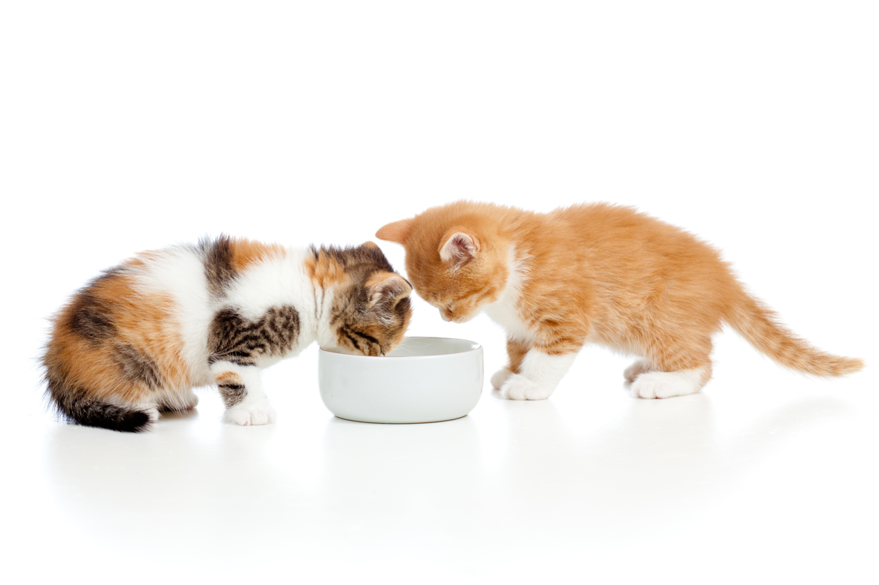P&oacute;ster alimentaci&oacute;n gatito